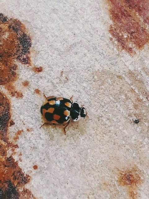 обои arthropod, sarı