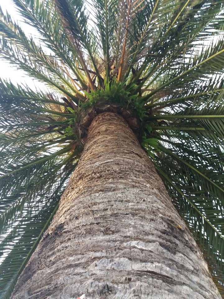 Palmtree