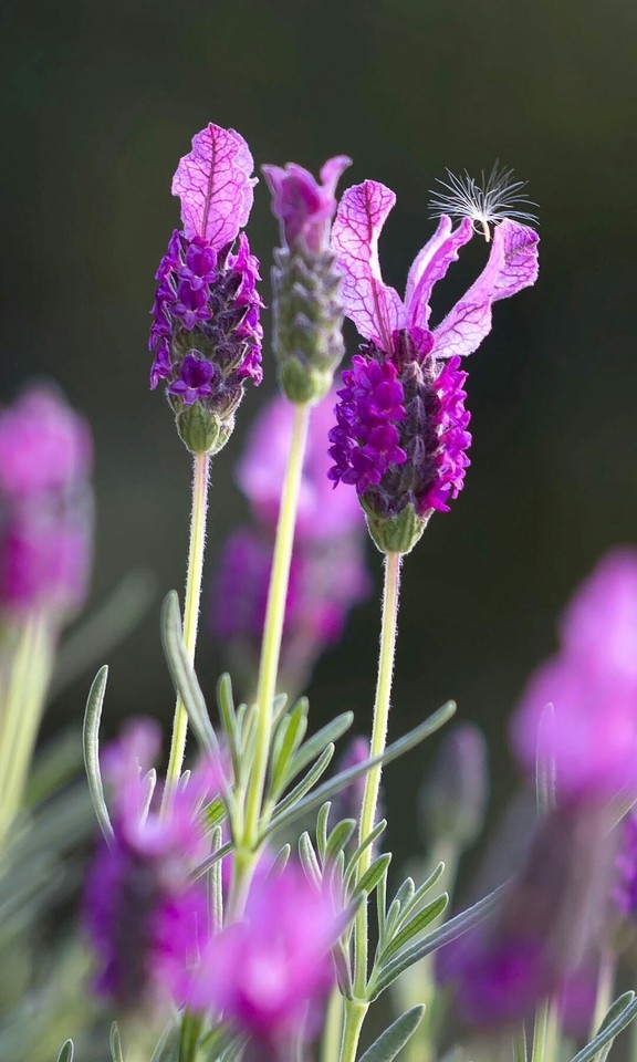 flower 