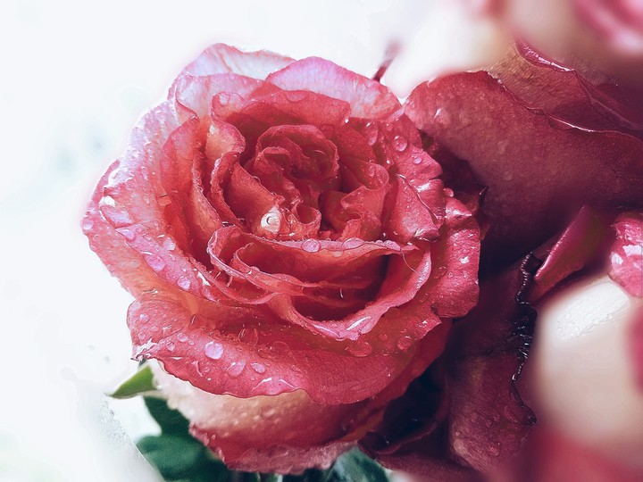 rose