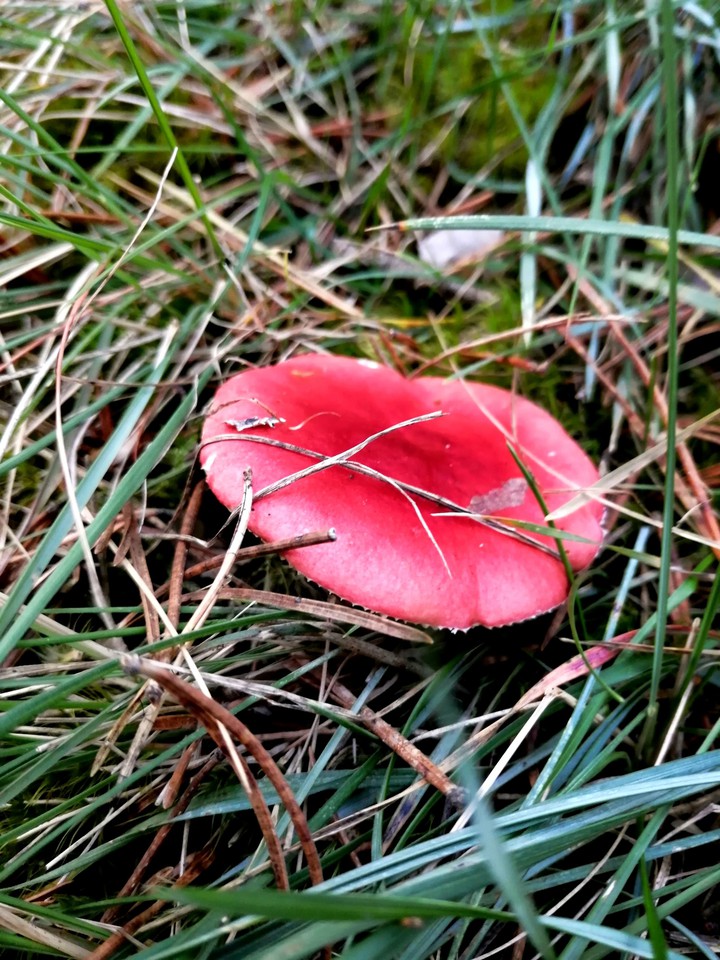 red