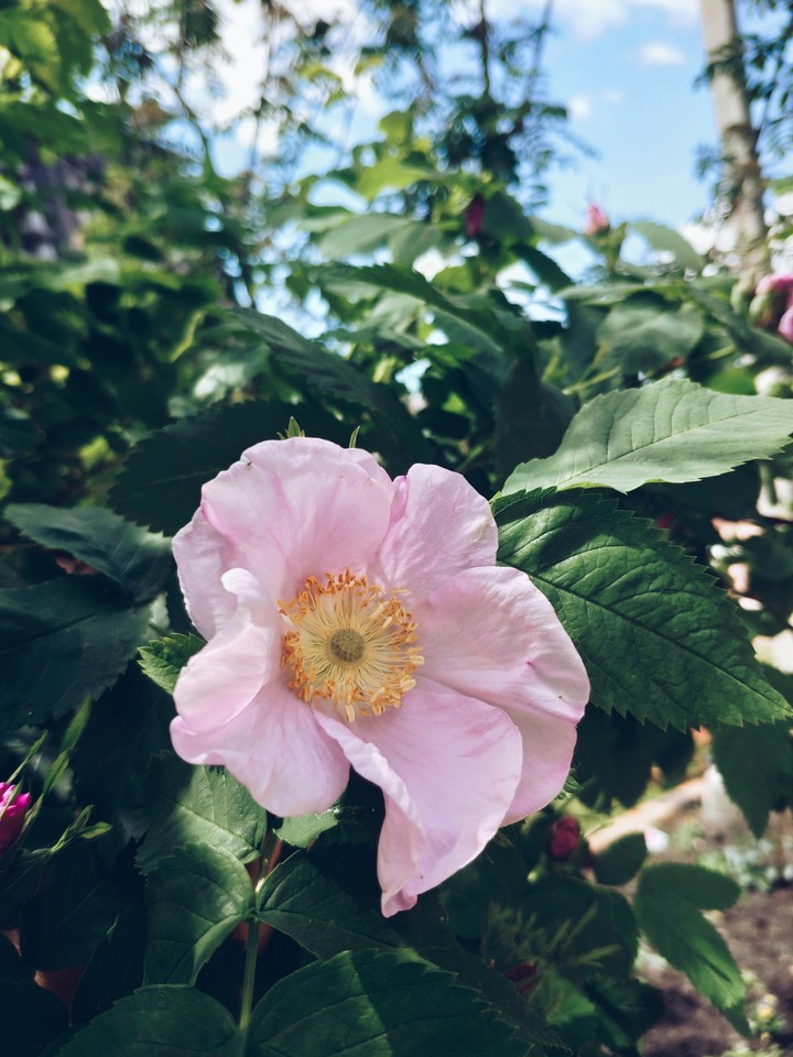 flowers
