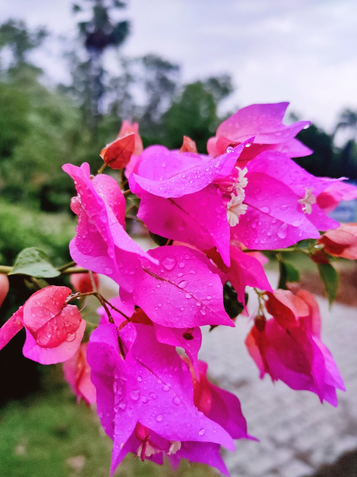 Flower