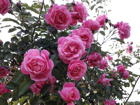 Roses, Plants, Nature