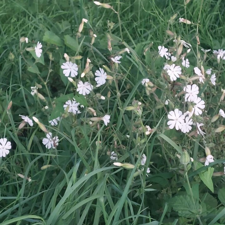 White flowers