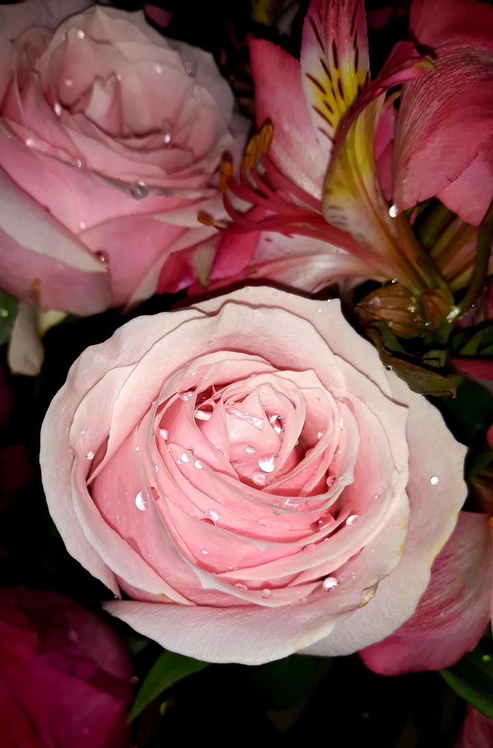 Rosa