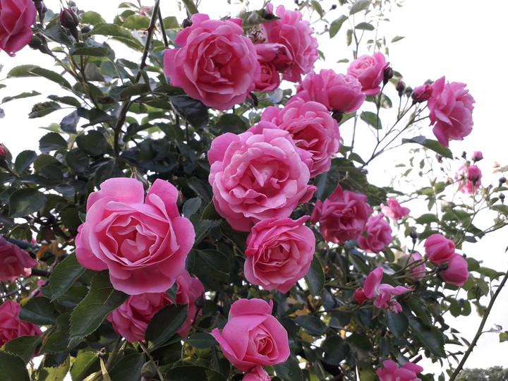 Roses, Plants, Nature