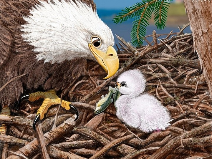 Mother & eaglet