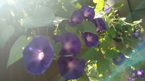 Good Morning Glories