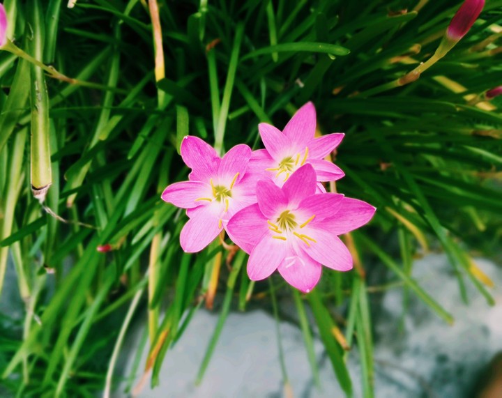 Flowers