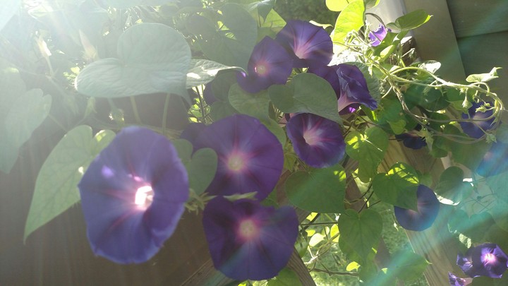 Good Morning Glories