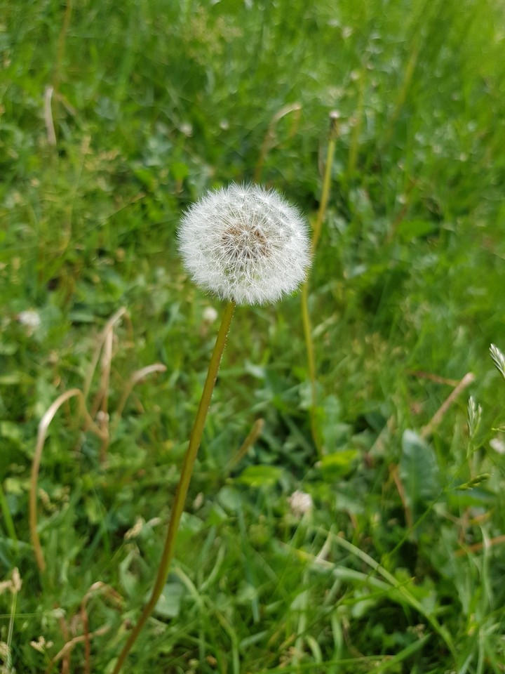 dandelions....