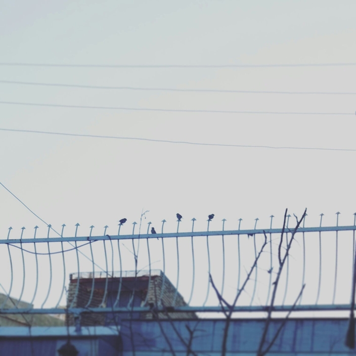 bird