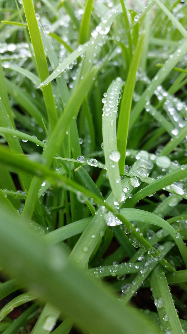 grass