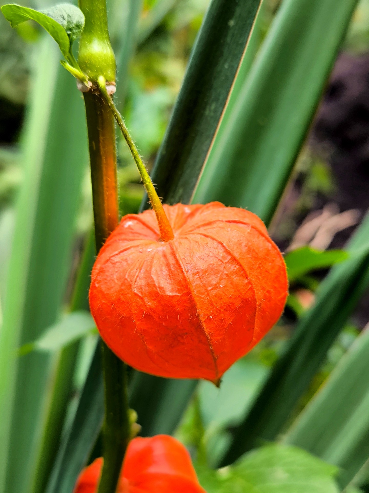 pedicel, Orange Hintergrundbilder