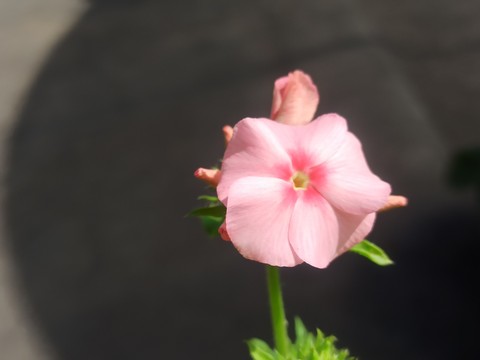 обои flower, pedicel