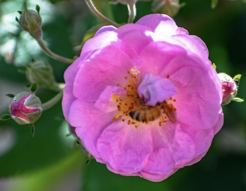 רקעים pink, petal