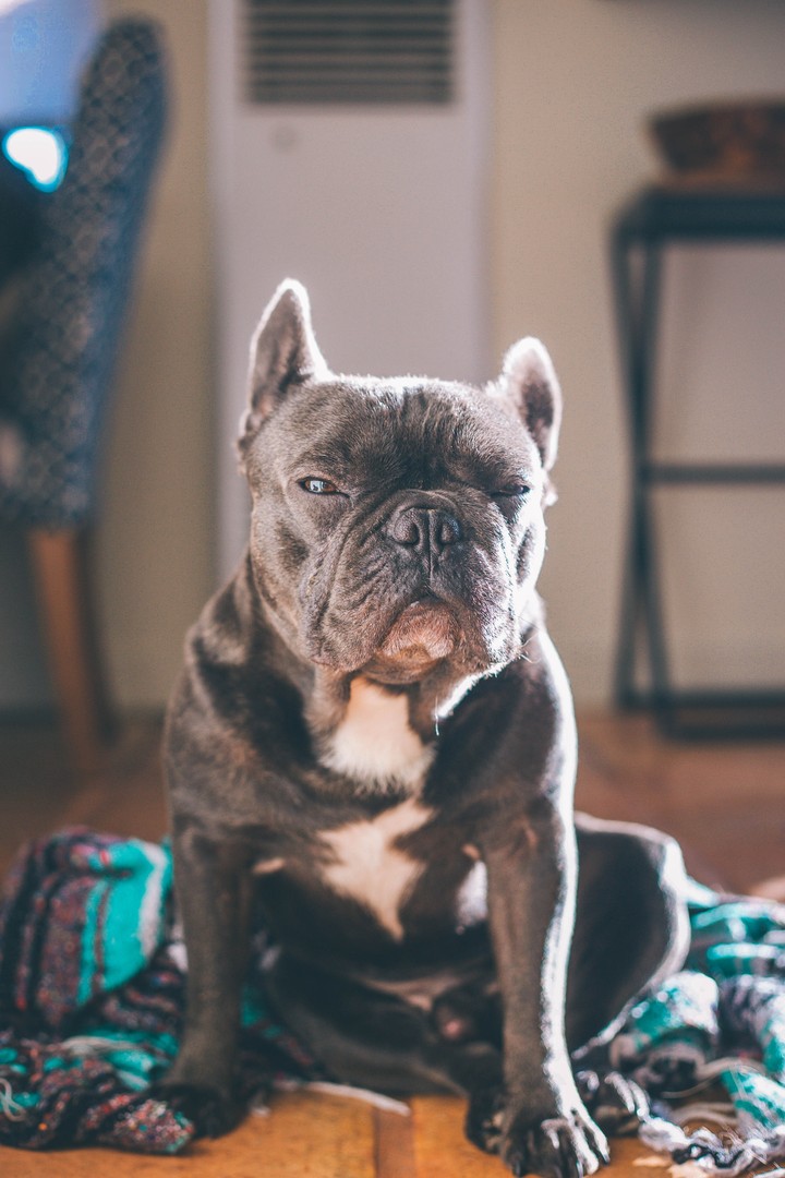 Bulldog Dog Muzzle