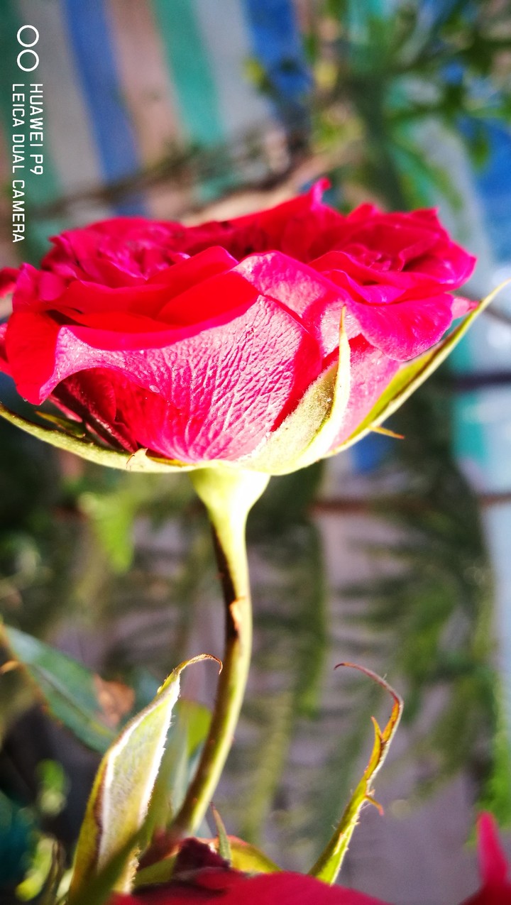 rose