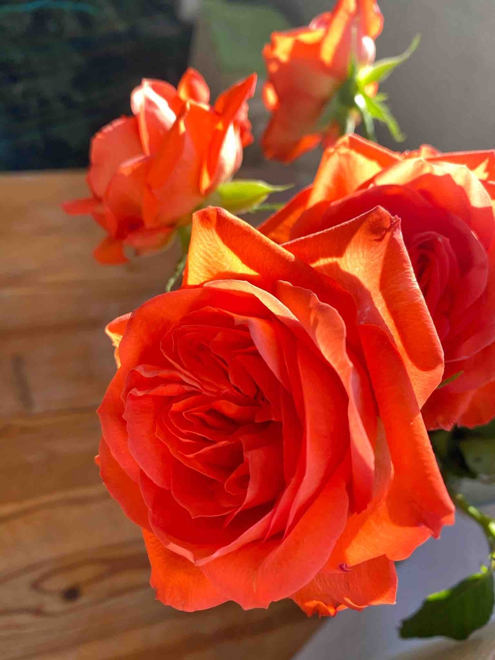 rose