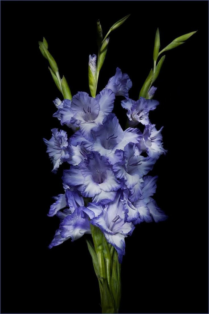 gladiolus flower