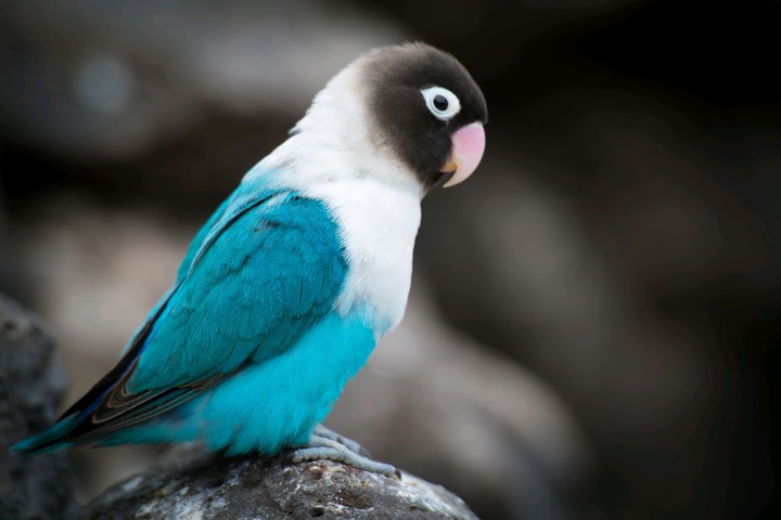 bird