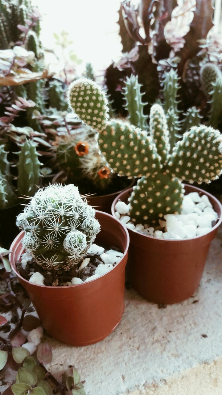 Cactos