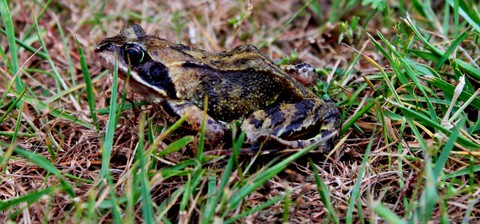 Frosch ?