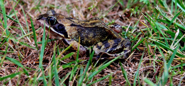Frosch ?