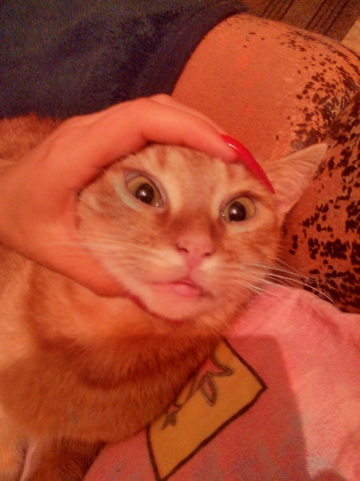 cat