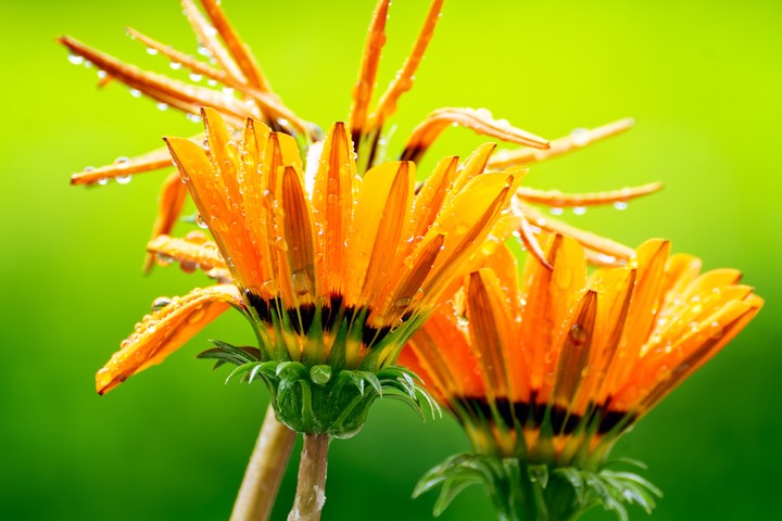 Gazania Gaertn