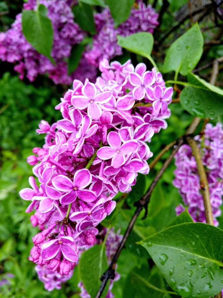 lilac
