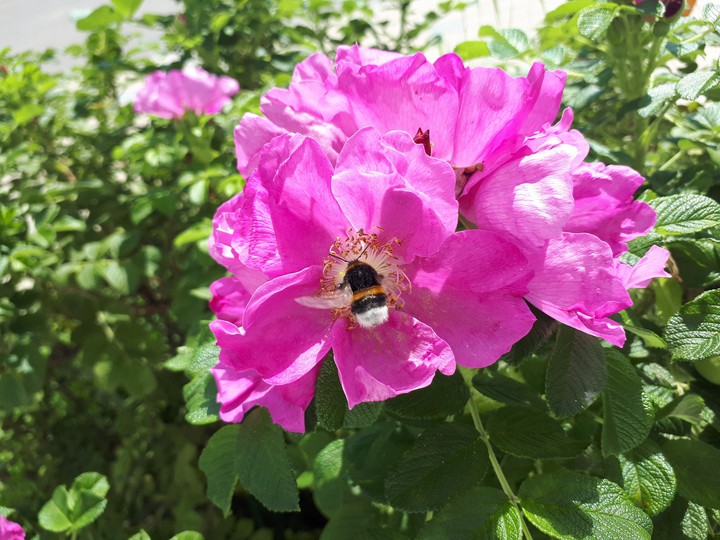 Dogrose