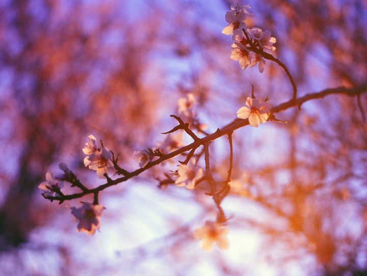 Cherry Blossom at Sunrise