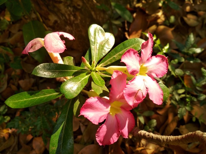 flowers