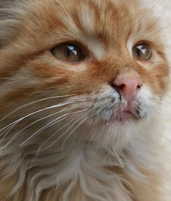 Lulu