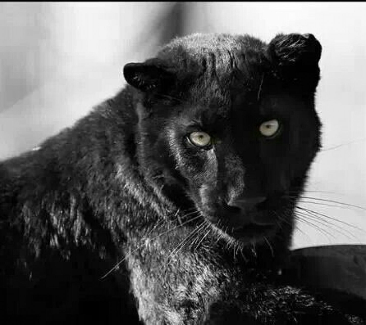 Black Panther