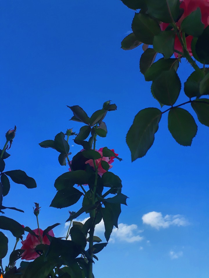 a beautiful rose