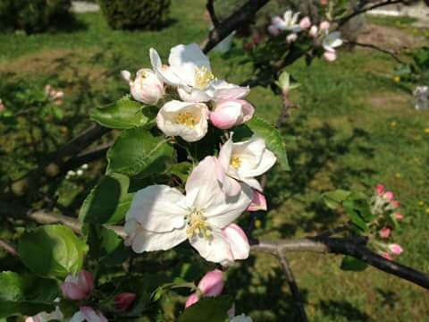 flower fleurs