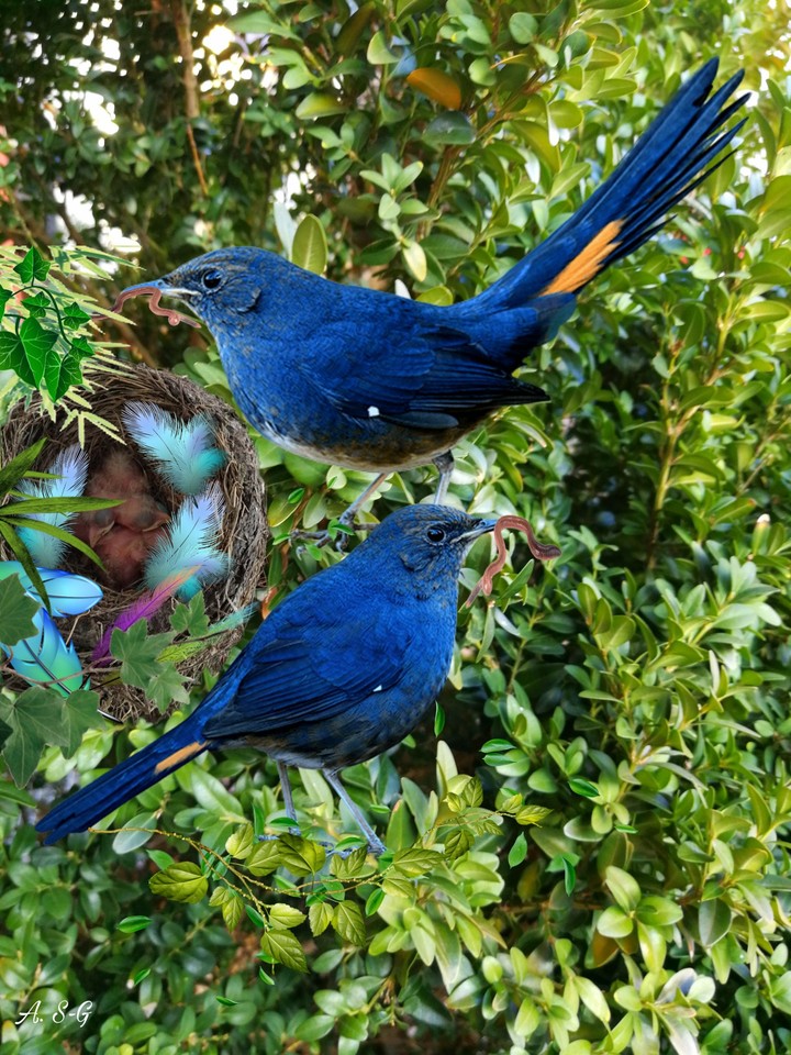 Blau Vogel