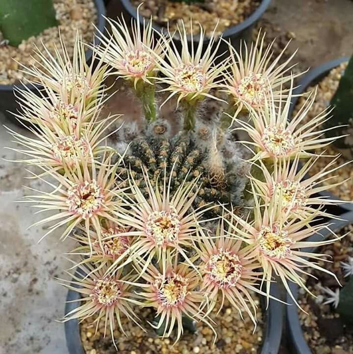 Cactus