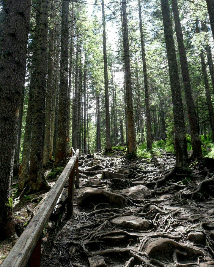 Carpathian forest