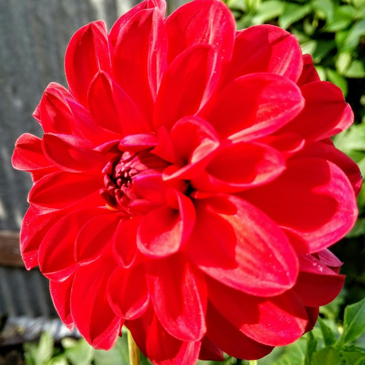 dahlia