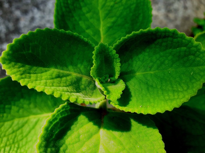 green leaves