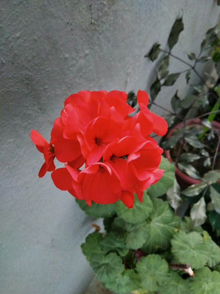 red flower