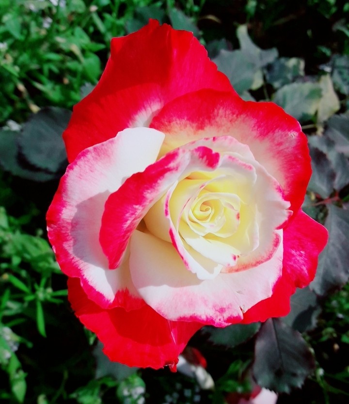 rose