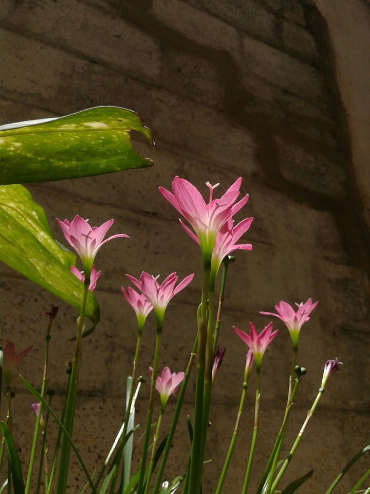 lily