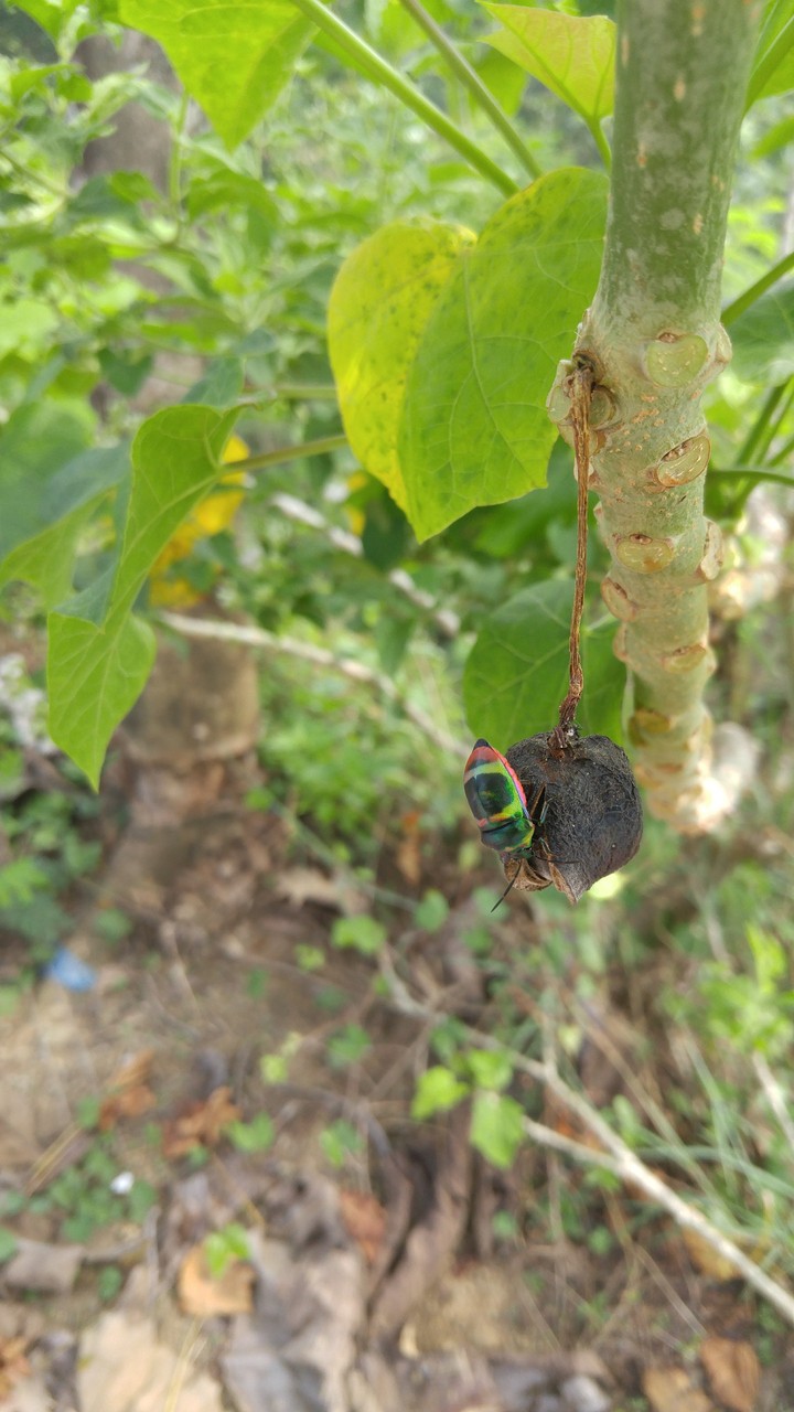 Kumbang