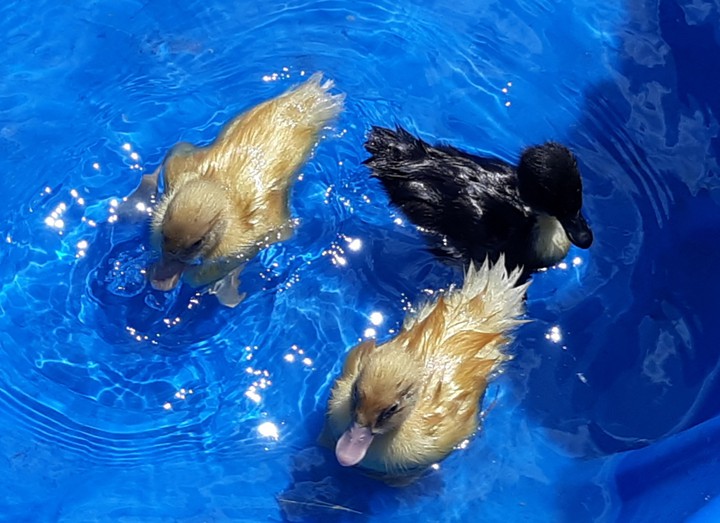 3 lil Duckies