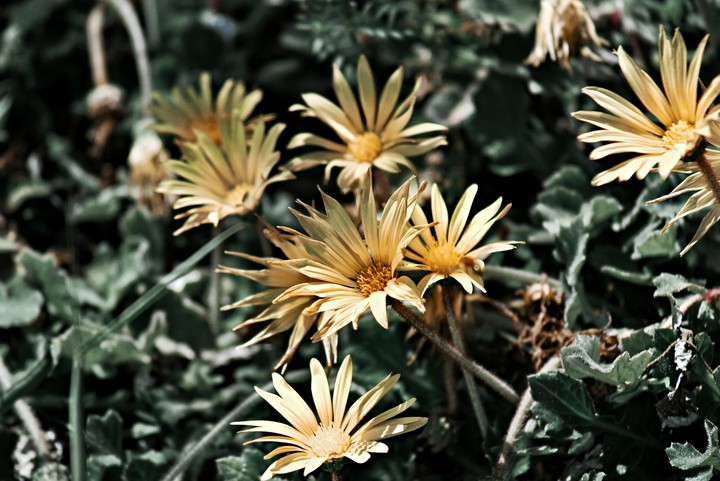 flowers -my click-